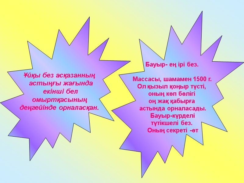 Ұйқы без асқазанның  астыңғы жағында  екінші бел  омыртқасының  деңгейінде орналасқан.